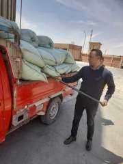 توريد ١٣٥٢ طناً و ٣١٣ كيلو جراماً من محصول القمح إلى صوامع المنيا منذ الاثنين الماضى