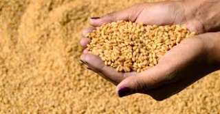 لجنة الزراعة والتموين تعقد إجتماعها الأخير لبحث استلام القمح من الفلاحين..غداً