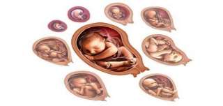 الجنين ومراحل تطوره أثناء فترات الحمل المختلفة
