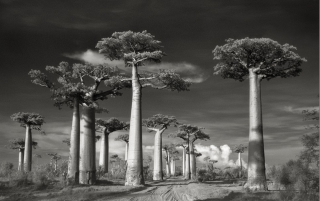 بالصور.. تعرف على أقدم الأشجار في العالم