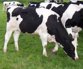 إنتاج سلالات جديدة من الأبقار والجاموس من خلال مركز التلقيح الصناعي بدمياط