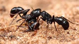 ماذا تعرف عن عالم النمل..اليك معلومات غريبة!