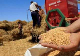 الحكومة: أسعار القمح تتراوح بين 555 و 575 جنيه حسب النقاوة