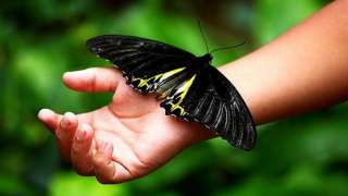 اكتشاف نوع من الفراشات السامة باسم  هيليكونيوس 