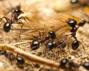 دراسة: بعض أنواع النمل تنقذ أبناءها وتعالجها وتعيدها لمسكنها 