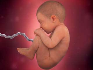 تعرفى على مراحل تطور الجنين بالتفصيل فى مراحل الحمل المختلفة