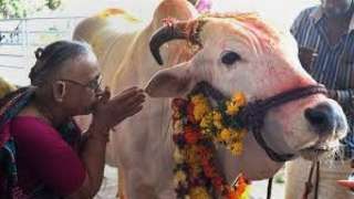 المحكمة العليا في الهند توقف حظرا حكوميا بشأن التجارة في الأبقار