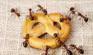 8 طرق للتخلص من النمل