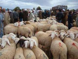 نقيب الجزارين: 20 % إرتفاع فى أسعار الماشية مع إقتراب عيد الأضحى