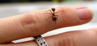 فوائد و اضرار لدغة النمل