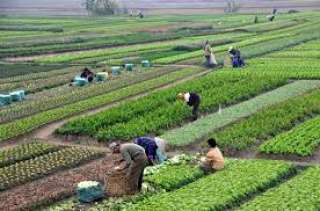 استشارى تنمية زراعية: رفع أسعار الأسمدة «قرار كارثي»