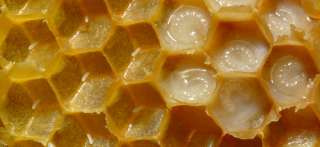 تعرف على فوائد غذاء ملكات النحل لصحة الجسم والشعر والبشرة