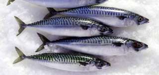 الفوائد الصحية لسمك الماكريل