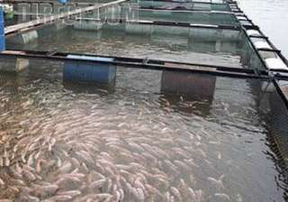 الغنام : بركة غليون تغطي 40% من احتياجات المصريين من الأسماك