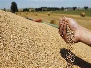 إرجاء نظر إشكال استمرار تنفيذ حكم منع استيراد القمح المصاب بالأرجوت لـ24إبريل