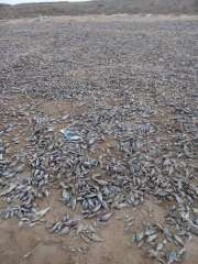 بالصور..إعدام 65 طن أسماك نافقة في كفر الشيخ
