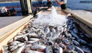 خالد الحسنى: ارتفاع الإنتاج السمكى لـ1.8 مليون طن