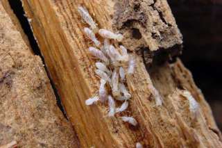 وزارة الزراعة تواصل مكافحة النمل الأبيض خلال إجازة عيد الأضحى
