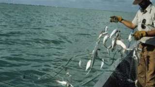 ما حكم صيد الأسماك بالصعق الكهربائي