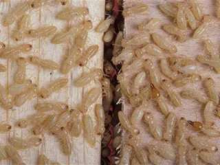 ”الزراعة” تعالج 80 وحدة مصابة بالنمل الأبيض في أسوان
