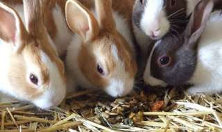 الزراعة تصدر قراراً بتنظيم تربية الأرانب لأول مرة في مصر