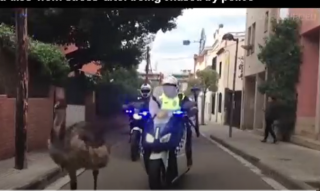 بالفيديو .. الشرطة الإسبانية تطارد طائرا شمالي برشلونة