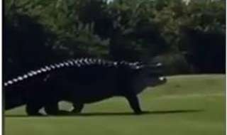 بالفيديو.. تمساح هائل يثير الهلع في ملعب للجولف !