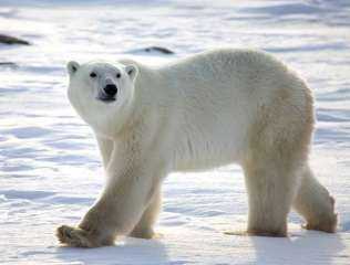 شاهد..الدب الأبيض يفرض حالة الطوارئ بشمال روسيا 