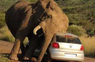 بطريقة مخيفة ..فيل يقلب السيارات بالشارع بــ”خرطومه”