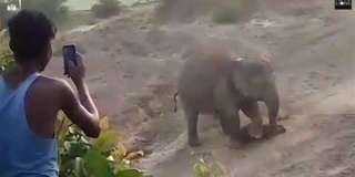 شاهد.. فيل يدهس رجلًا حتى الموت لهذا السبب !
