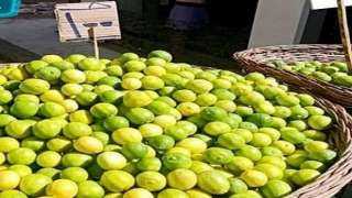 الزراعة:  أسعار الليمون ستعود لوضعها الطبيعي خلال أسبوعين