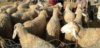 وزارة الزراعة تطرح 3000 رأس من الأضاحى للعيد