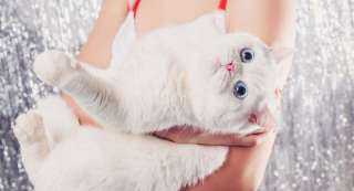 7 فوائد لتربية القطط.. تزيد المناعة وتخفض ضغط الدم