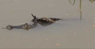 بالفيديو.. أناكوندا ضخمة تقتل تمساحا في معركة دامية