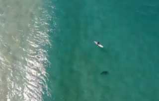 بالفيديو.. طائرة من دون طيار تنقذ رجلا من هجوم سمكة قرش