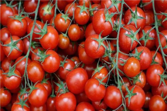 انخفاض أسعار الطماطم في أسواق الجملة بواقع 4 جنيهات 