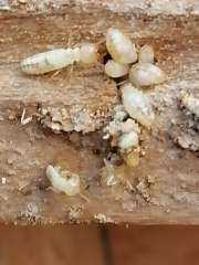 منطقه الاقصر الازهريه تشكل لجنه لمكافحه النمل الابيض بعد انتشاره