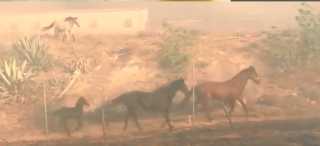 بالفيديو.. حصان يقتحم حريقا هائلا لإنقاذ أسرته في مشهد بطولي