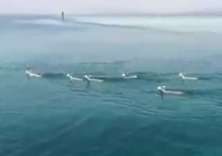بالفيديو.. غزلان تخرج من البحر إلى شواطئ السعودية