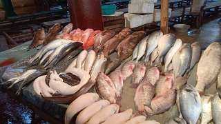 استقرار أسعار الأسماك في الشوادر اليوم 11 ديسمبر