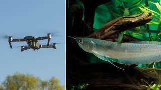 سمكة مفترسة  تهاجم طائرة دون طيار(فيديو)