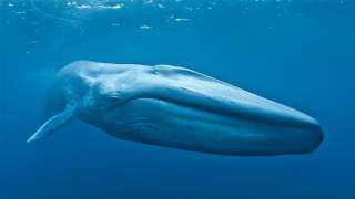 البيئة: مقاطع أصوات الحوت الأزرق بسواحل مصر الشمالية مركبة وغير صحيحة