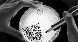 الأطباء عاجزون... البكتيريا الخارقة تهدد البشرية