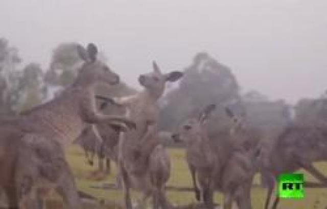 احتفال الحيوانات بهطول الأمطار في أستراليا 