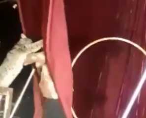 بالفيديو.. حيوان الوشق يهاجم مدربه أثناء تأديته عرضا في السيرك
