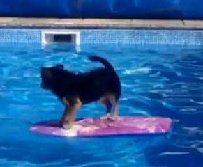 بالفيديو.. كلب يسرق الأضواء بعد أن عبر المسبح دون أن يلمس المياه