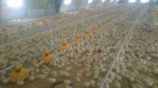 الزراعة : مصر تنتج سنويا 1,4 مليار دجاجة و 13 مليار بيضة