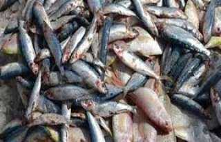 نيابة السلام..إعدام 12 طن أسماك فاسدة 