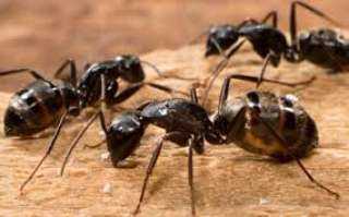 العلماء يدرسون إمكانية التخلص من ”كورونا” بمساعدة النمل