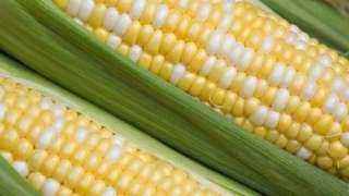 وزارة الزراعة تصدر توصيات بشأن محصول الذرة الشامية خلال اغسطس